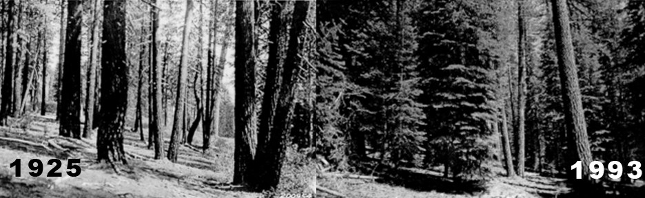 Manzanita Lake area forest comparison (1925 vs. 1993)